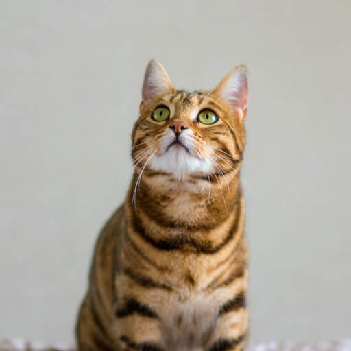 categoria gatos 1
