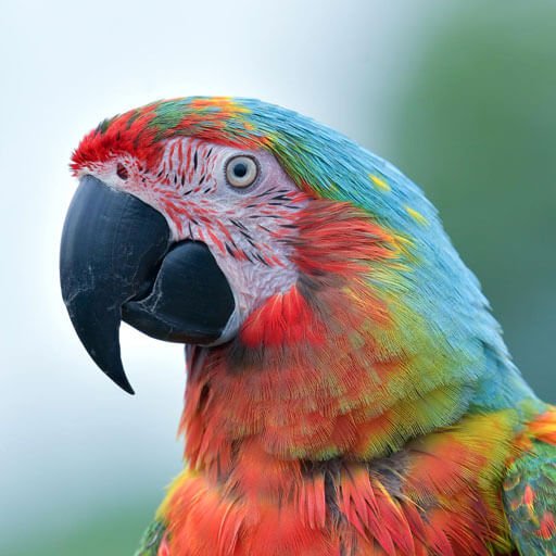categoria pajaros 1