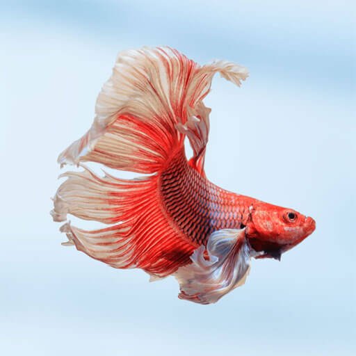 categoria peces 1