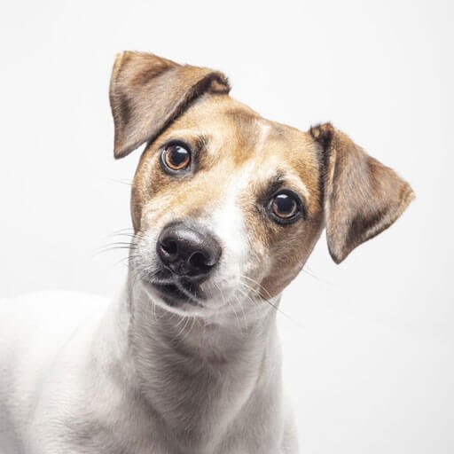 categoria perros 1