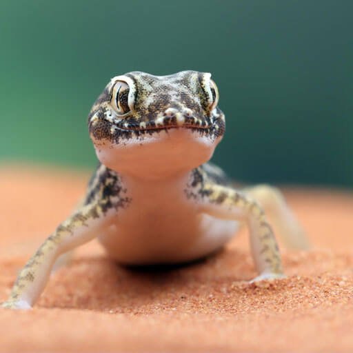 categoria reptiles 1
