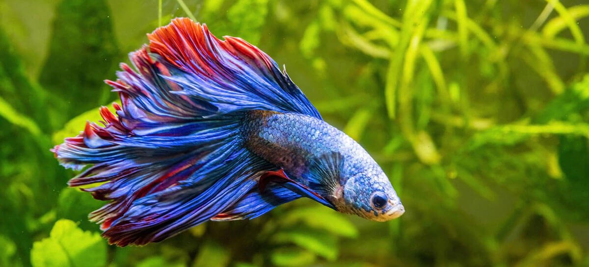 pasion por la acuariofilia pez betta 1