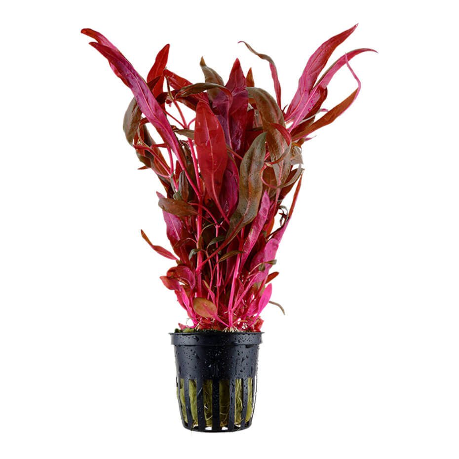 Alternanthera reineckii ‘Pink’ Planta Acuática Natural en Maceta 5 cm