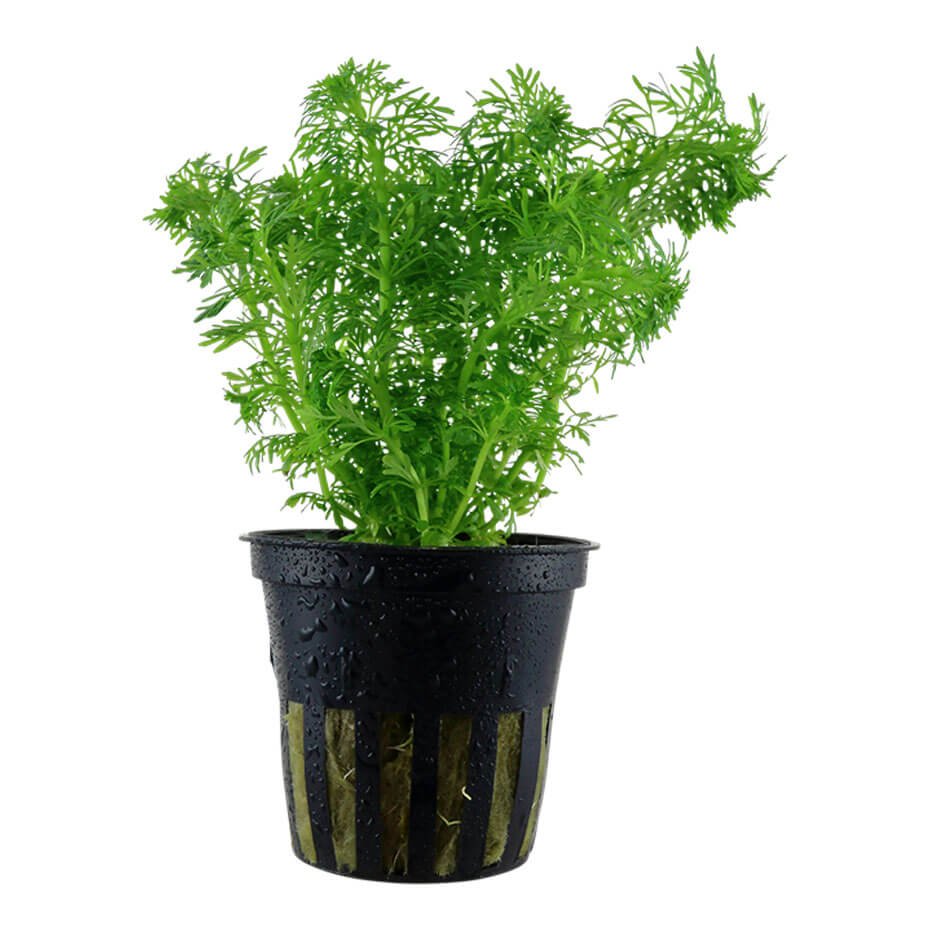 Limnophila sessiliflora (Ambulia) Planta Acuática Natural de Tallo