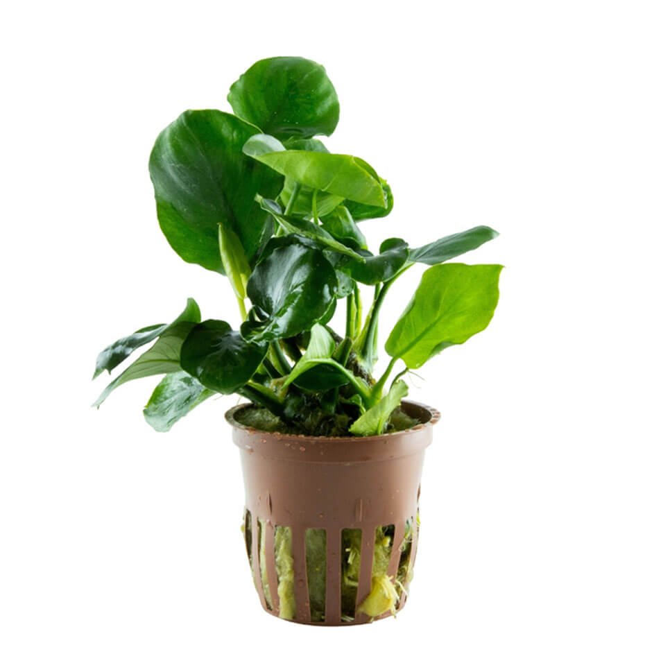 Anubias barteri ‘Coin Leaf’ Planta Acuática Natural de Hoja Redonda