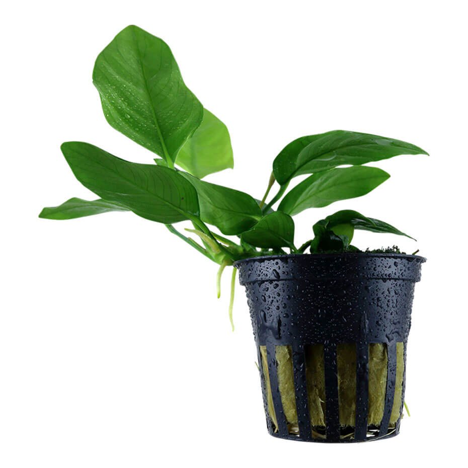 Anubias barteri var. nana Planta Acuática Natural Resistente para Acuario