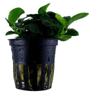 Anubias barteri ‘Petite’ Planta Acuática Natural Mini para Acuario