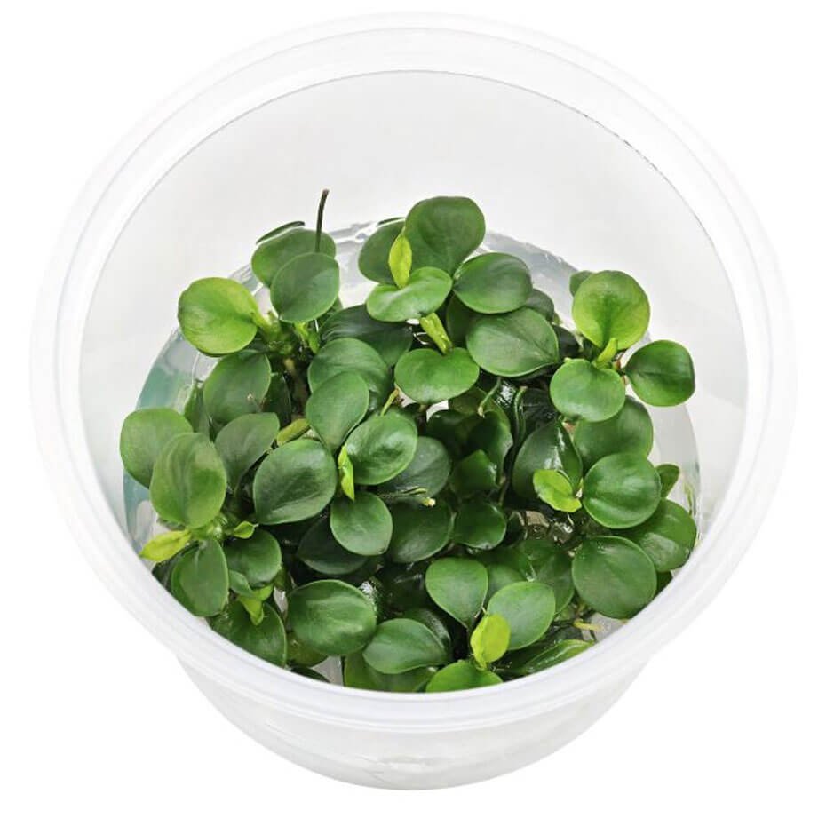 Anubias Mini Coin In Vitro Planta Acuática Natural Compacta