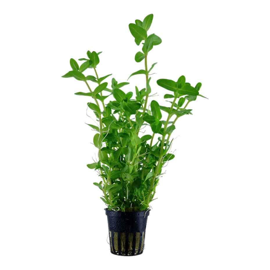 Bacopa caroliniana Planta Acuática Natural Fácil para Acuario