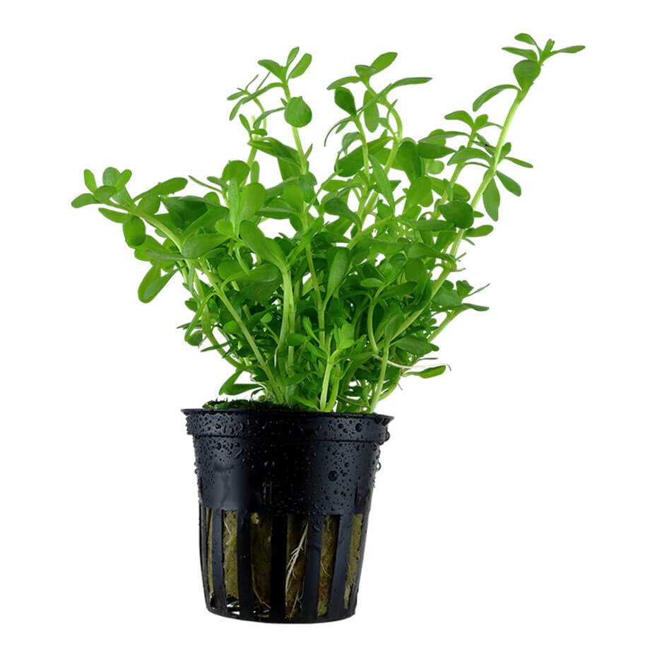 Bacopa monnieri ‘Compact’ Planta Acuática Tapizante Natural