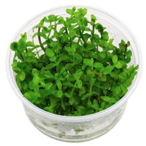 Bacopa caroliniana In Vitro Planta Acuática Natural de Tallo