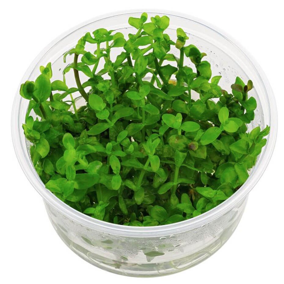 Bacopa caroliniana In Vitro Planta Acuática Natural de Tallo