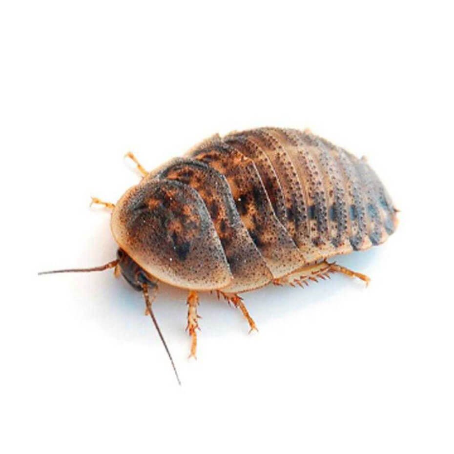 Cucaracha Blaptica alimento vivo para reptiles alto en proteína