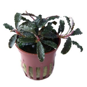 Bucephalandra ‘Kedagang’ Planta Acuática Natural para Acuario