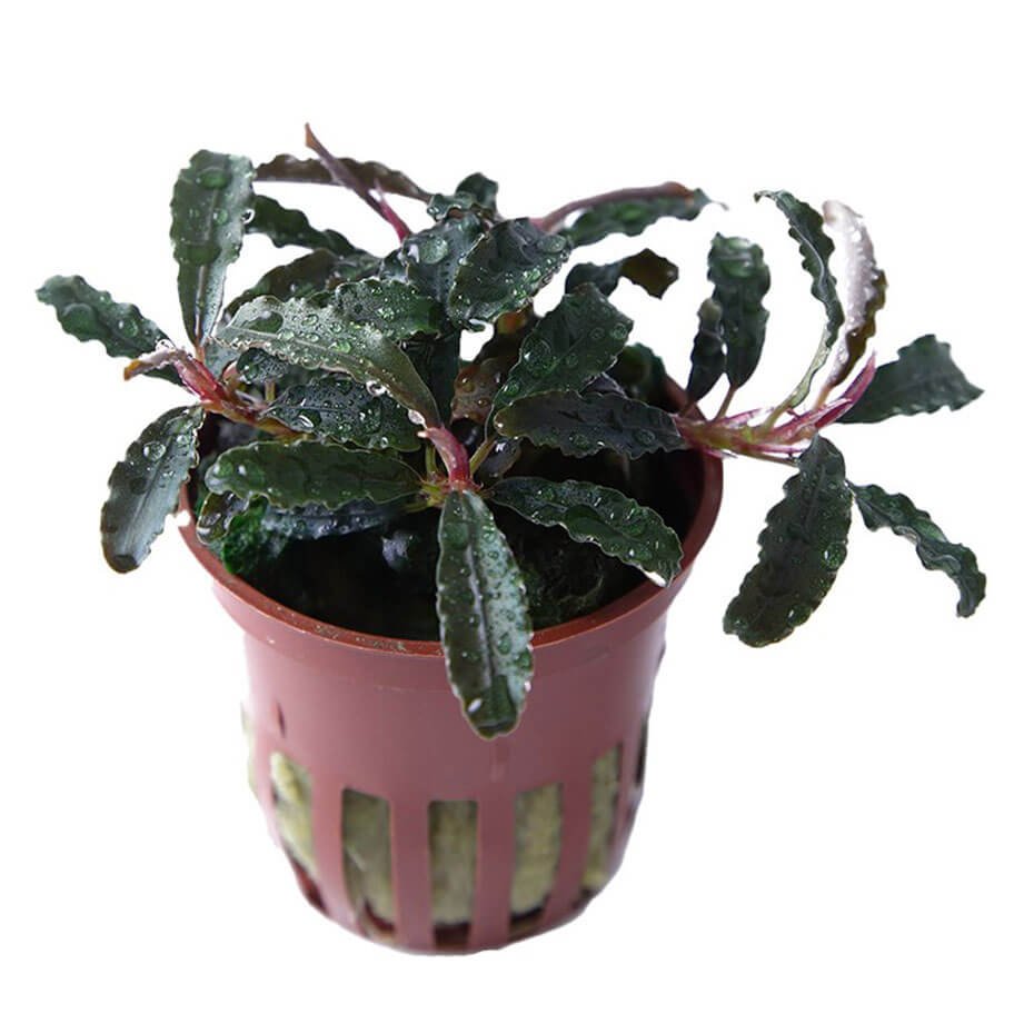 Bucephalandra ‘Kedagang’ Planta Acuática Natural para Acuario