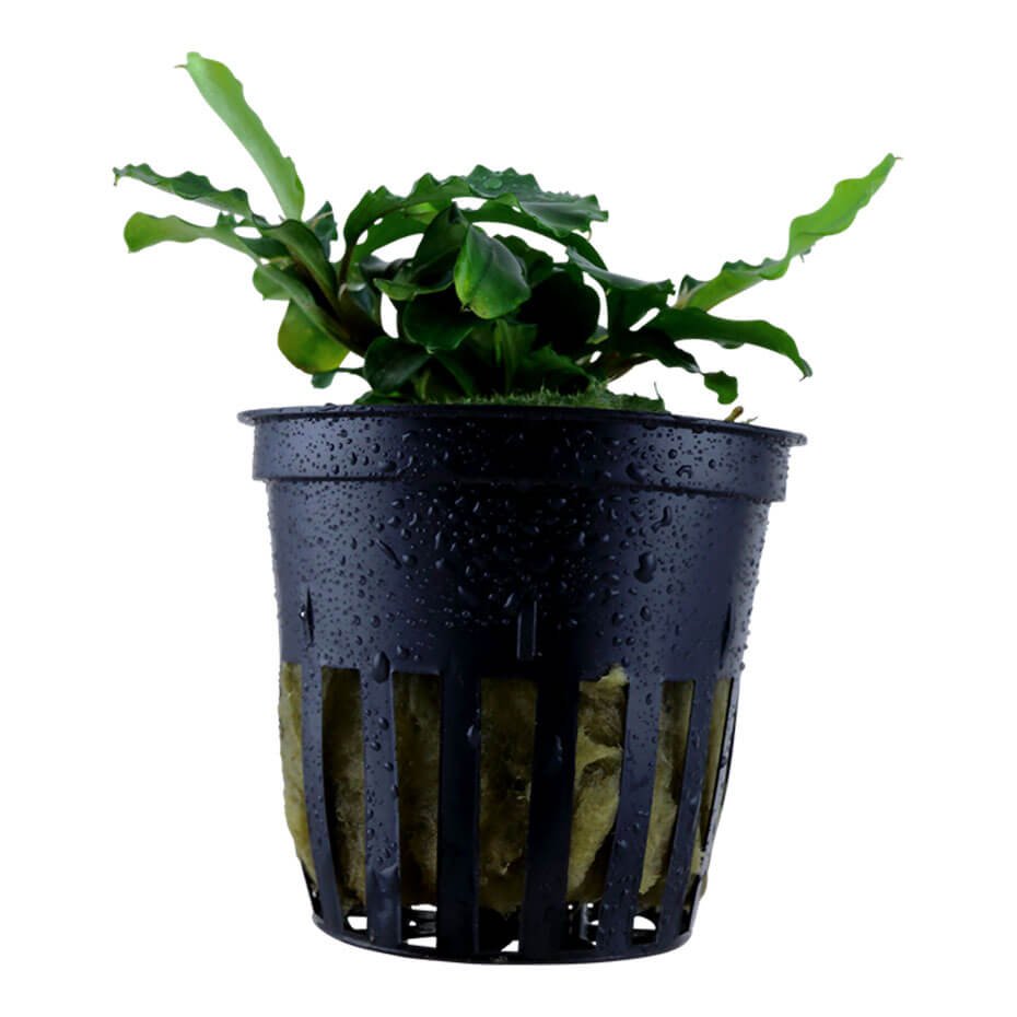 Bucephalandra pygmaea ‘Bukit Kelam’ Planta Acuática Natural en Maceta 5 cm