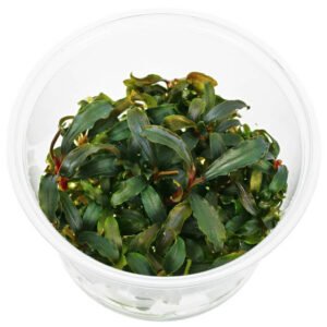 Bucephalandra sp. ‘Kedagang’ In Vitro Planta Acuática Natural