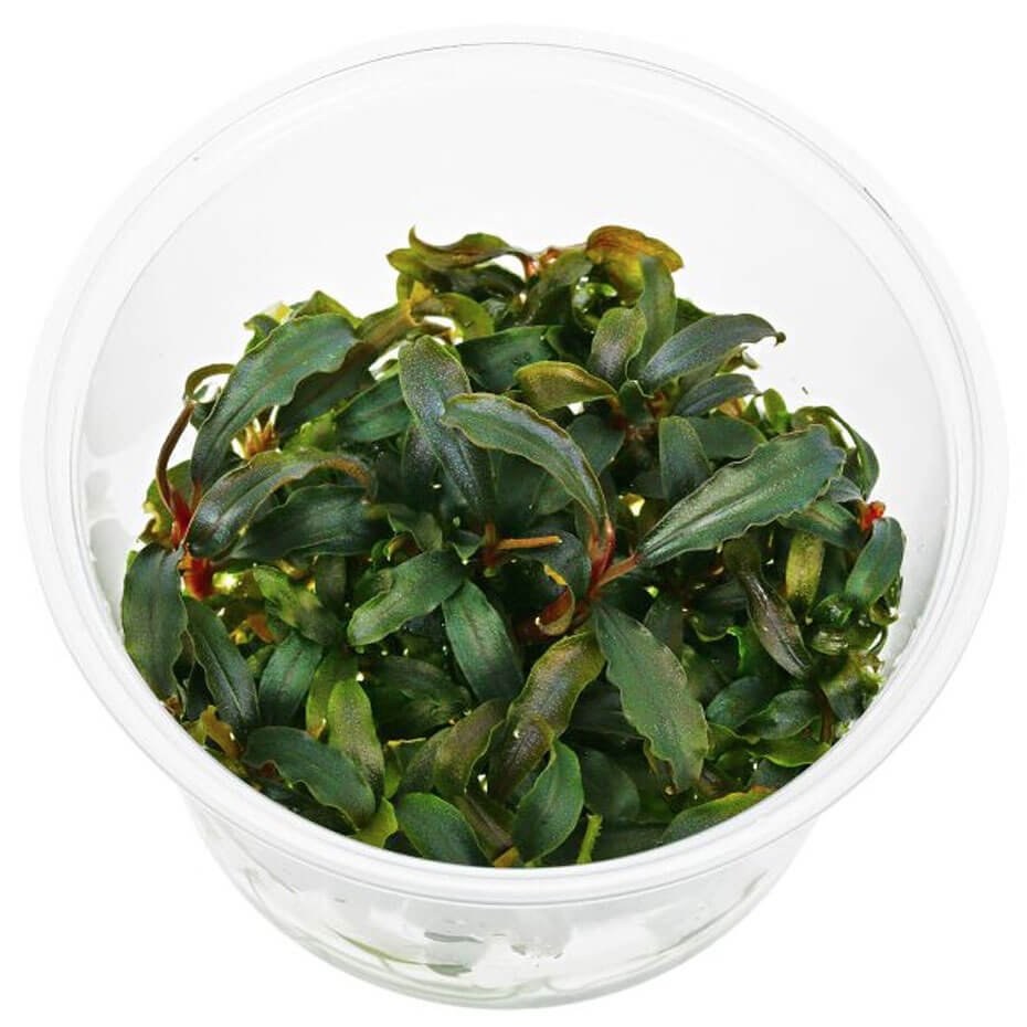 Bucephalandra sp. ‘Kedagang’ In Vitro Planta Acuática Natural