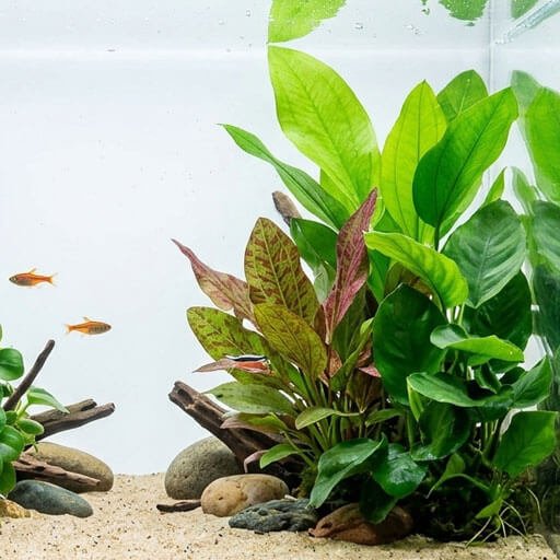 categoria plantas