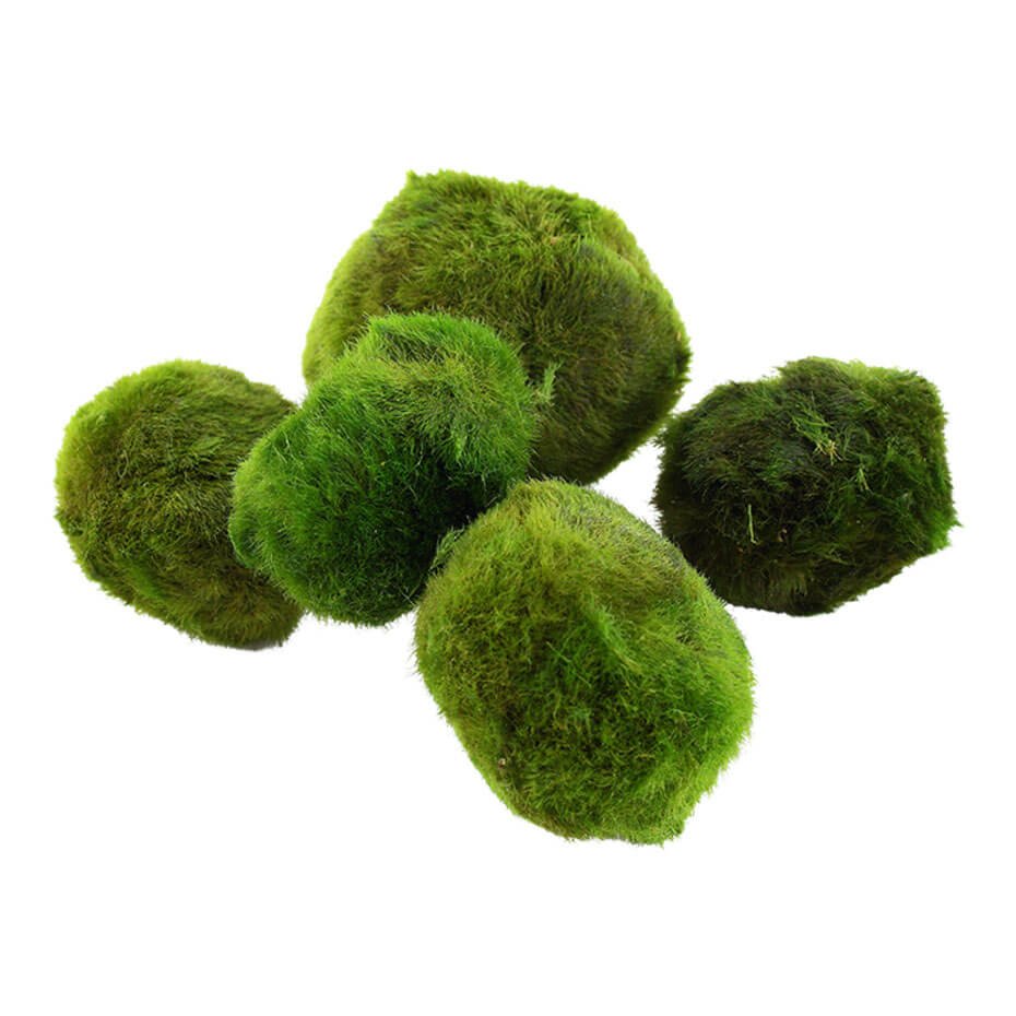 Cladophora aegagropila Bola de Musgo Natural 1 Unidad