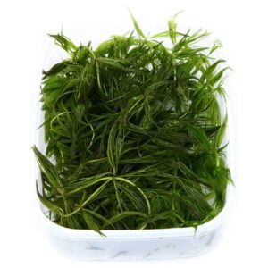 Ceratophyllum demersum Cola de Zorro Planta Acuática Natural