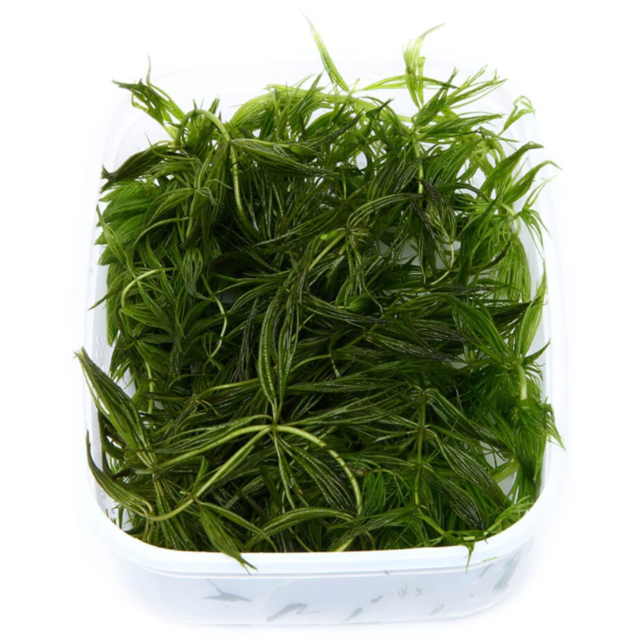 Ceratophyllum demersum Cola de Zorro Planta Acuática Natural