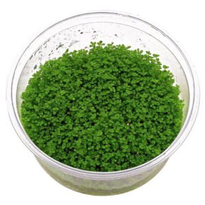 Hemianthus callitrichoides ‘Cuba’ In Vitro Planta Tapizante Acuario