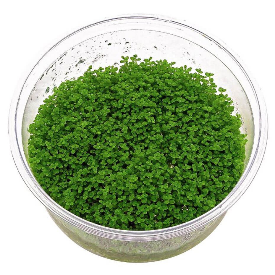 Hemianthus callitrichoides ‘Cuba’ In Vitro Planta Tapizante Acuario