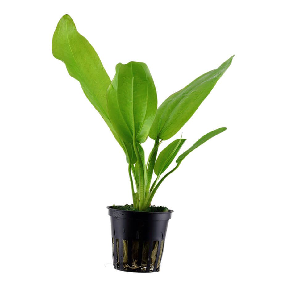 Echinodorus cordifolius ‘Fluitans’ Planta Acuática Natural Grande para Acuario