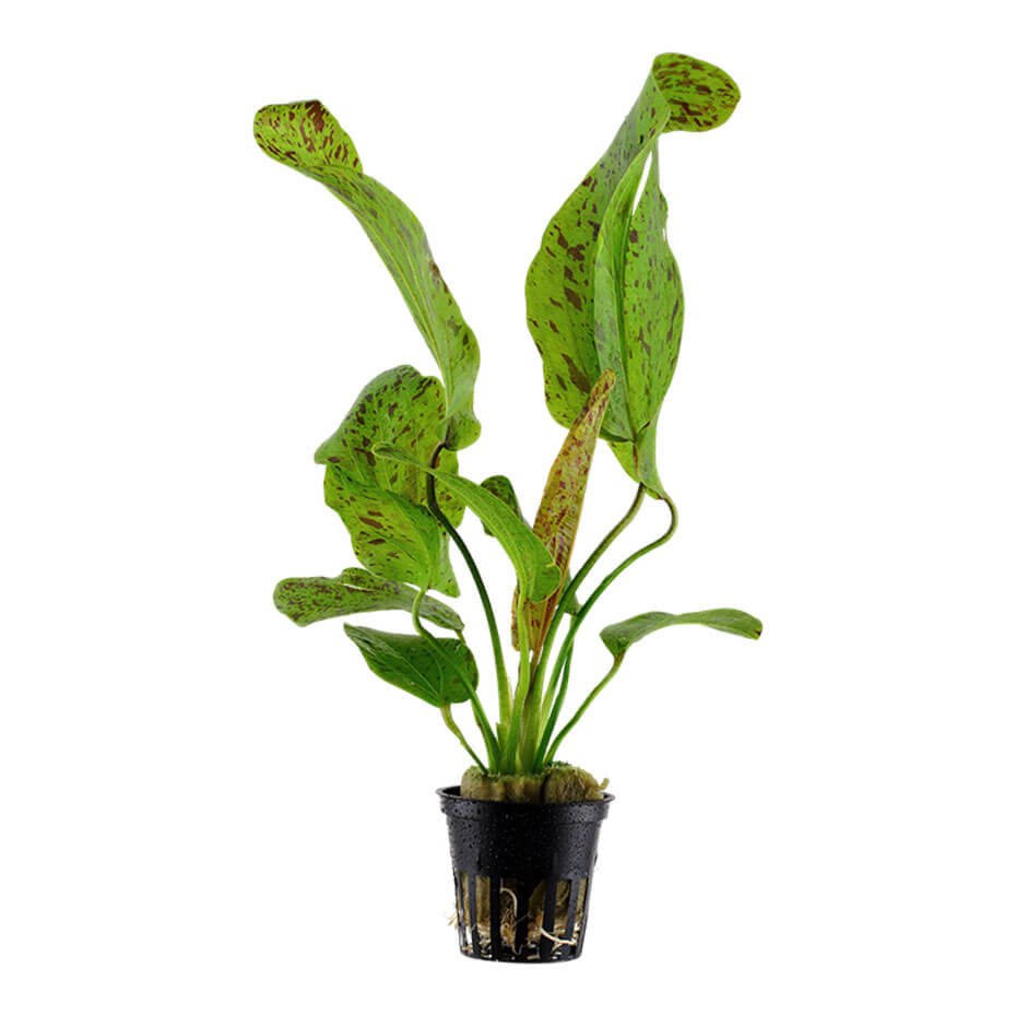 Echinodorus ‘Ozelot Green’ Planta Acuática Natural de Hojas Verdes Moteadas
