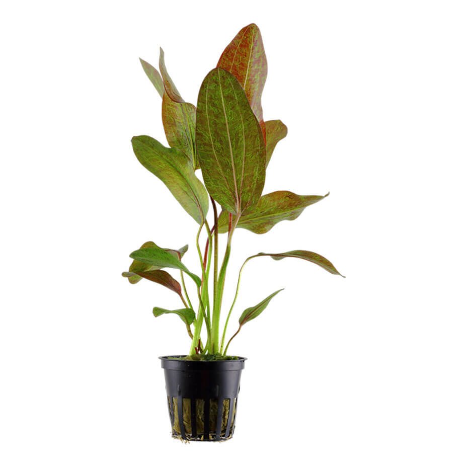 Echinodorus ‘Ozelot’ Planta Acuática Natural de Hojas Rojas con Manchas