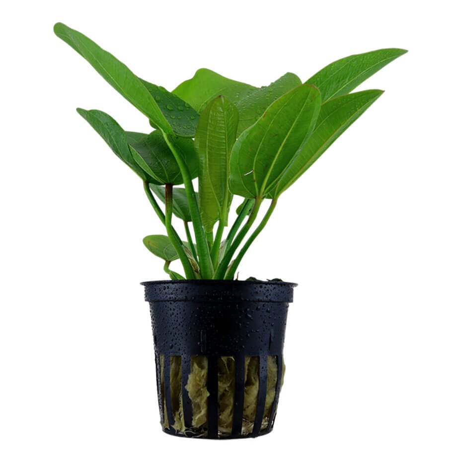 Echinodorus ‘Aquartica’ Planta Acuática Natural Compacta para Acuario