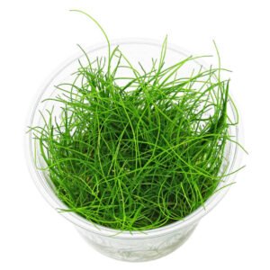 Eleocharis pusilla Mini In Vitro Planta Tapizante Natural