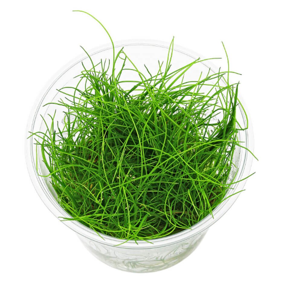 Eleocharis pusilla Mini In Vitro Planta Tapizante Natural