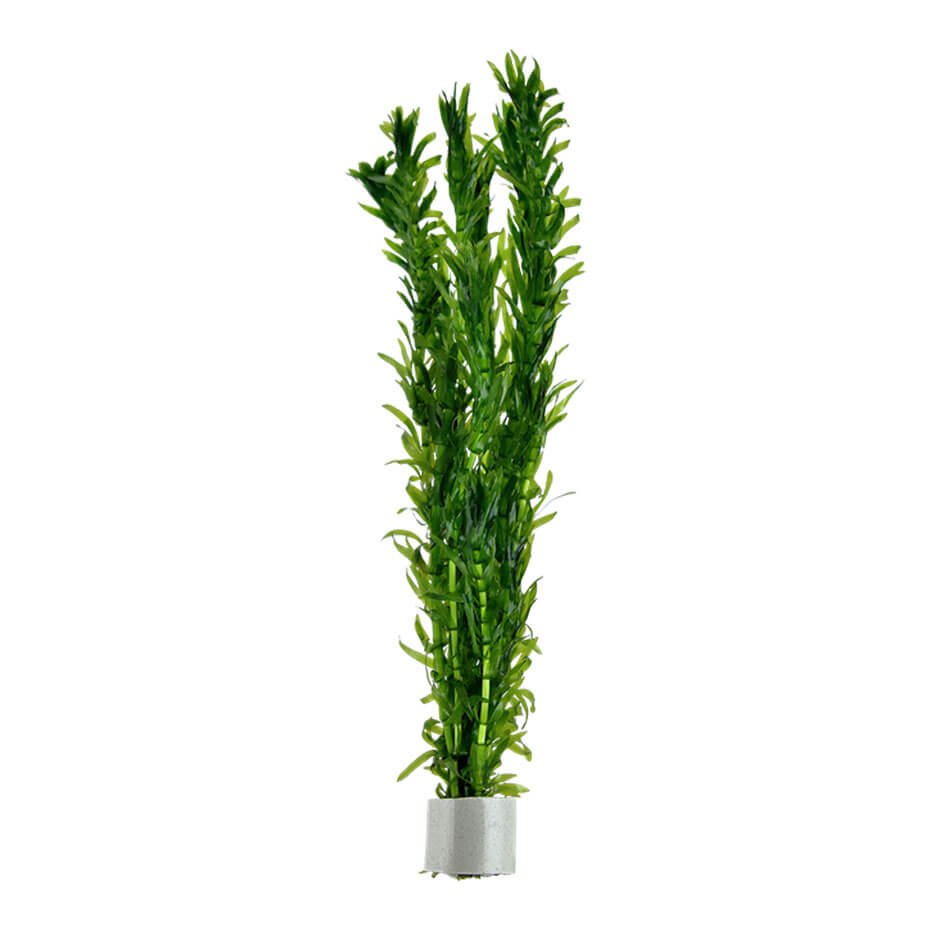 Egeria densa (Elodea) Planta Acuática Natural Oxigenante