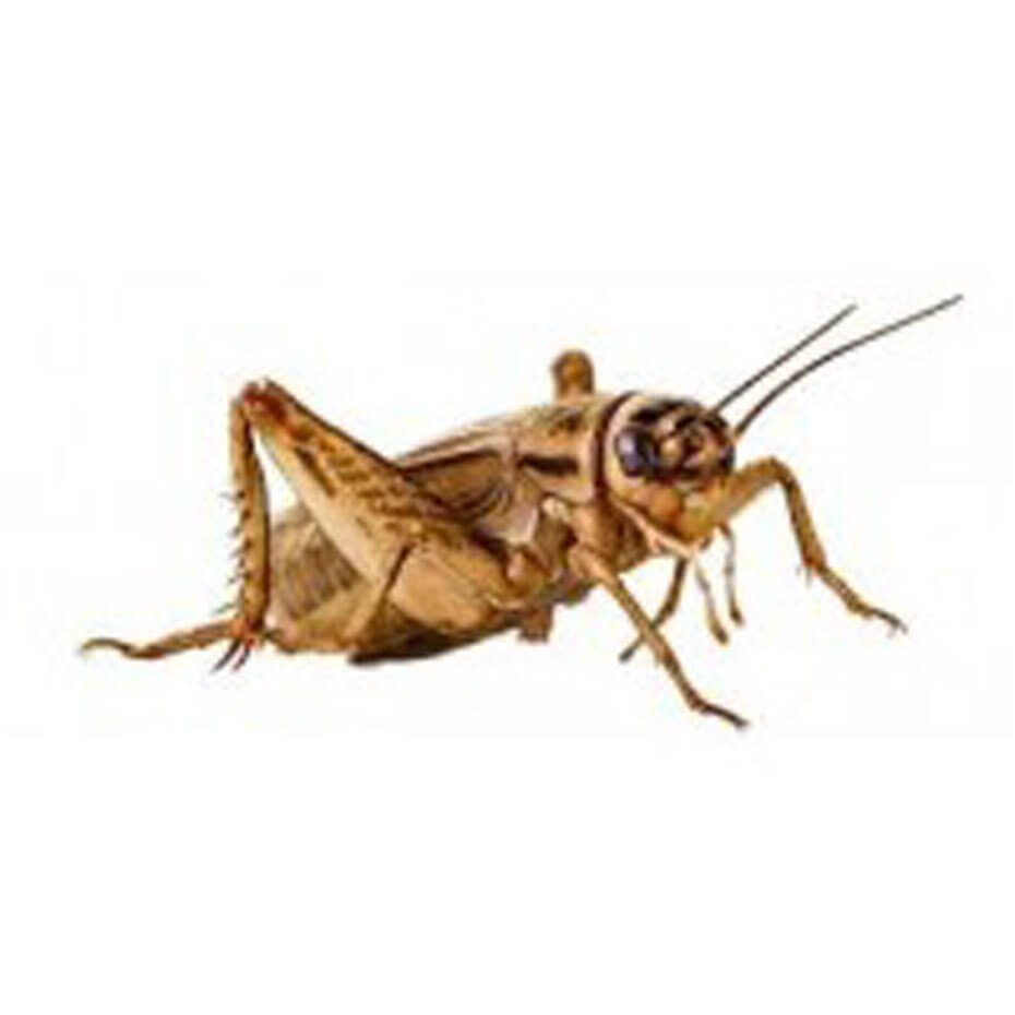 Grillos vivos para reptiles alimento natural rico en proteínas