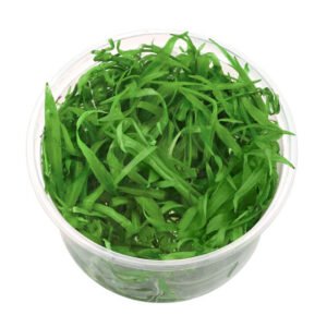 Helanthium quadricostatus In Vitro Planta Acuática Tapizante