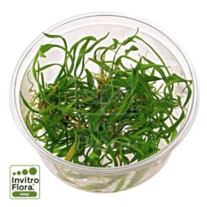 Helanthium tenellum ‘Green’ In Vitro Planta Acuática Tapizante