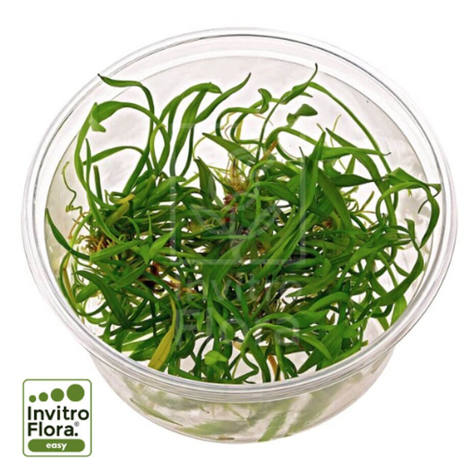 Helanthium tenellum ‘Green’ In Vitro Planta Acuática Tapizante