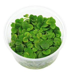 Limnobium laevigatum In Vitro Planta Flotante Natural para Acuario