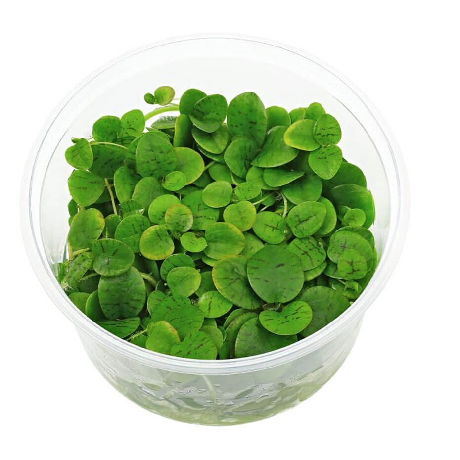 Limnobium laevigatum In Vitro Planta Flotante Natural para Acuario