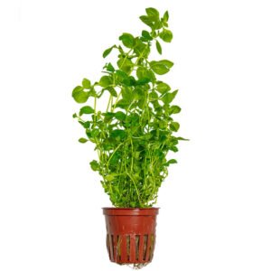 Ludwigia palustris ‘Green’ Planta Acuática Natural de Tallo Verde
