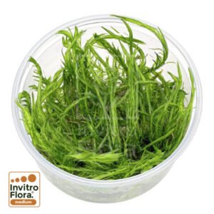 Mayaca fluviatilis In Vitro Planta Acuática de Tallo Natural