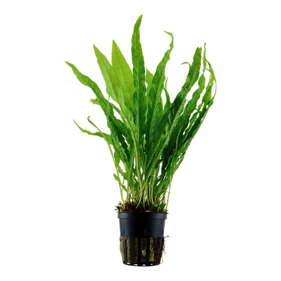 Microsorum pteropus Helecho de Java Planta Acuática Natural
