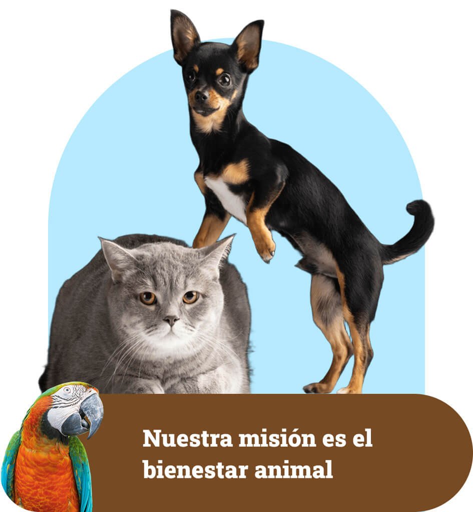 perro gato loro bienestar animal