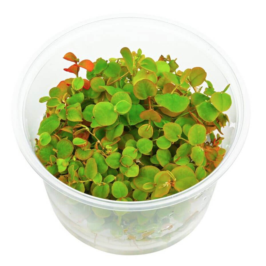 Phyllanthus fluitans In Vitro Planta Flotante Roja Acuario