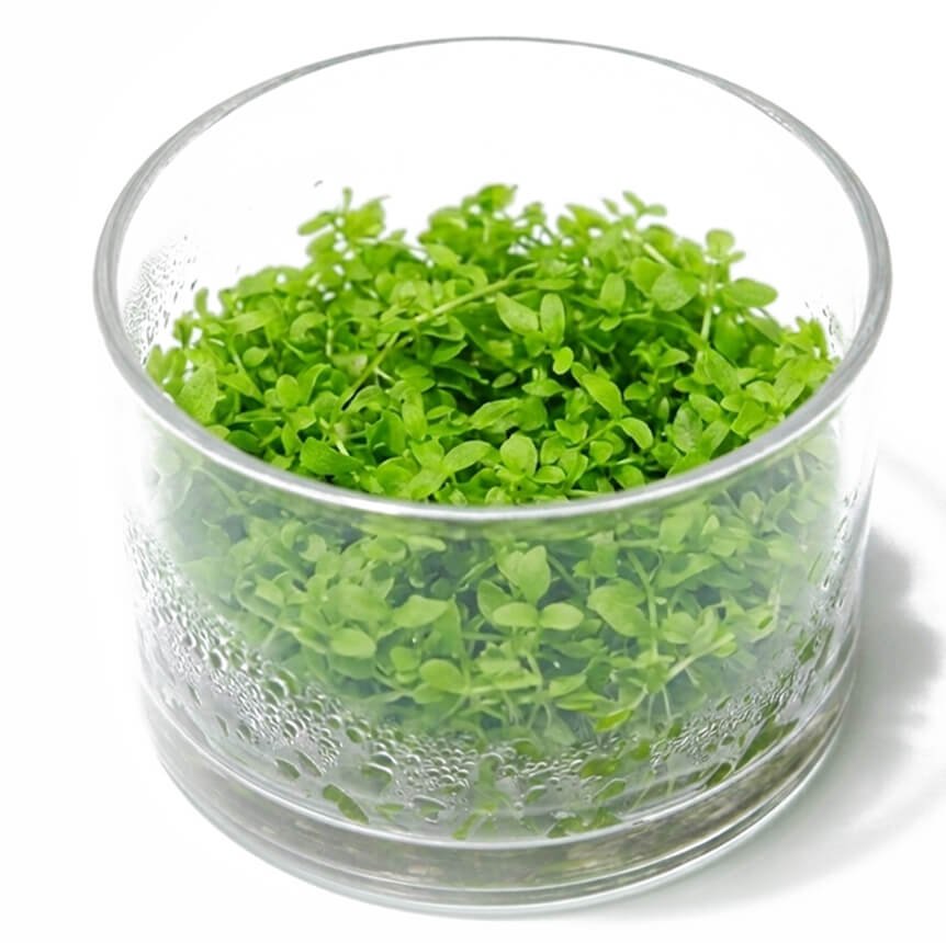plantas acuaticas in vitro 01