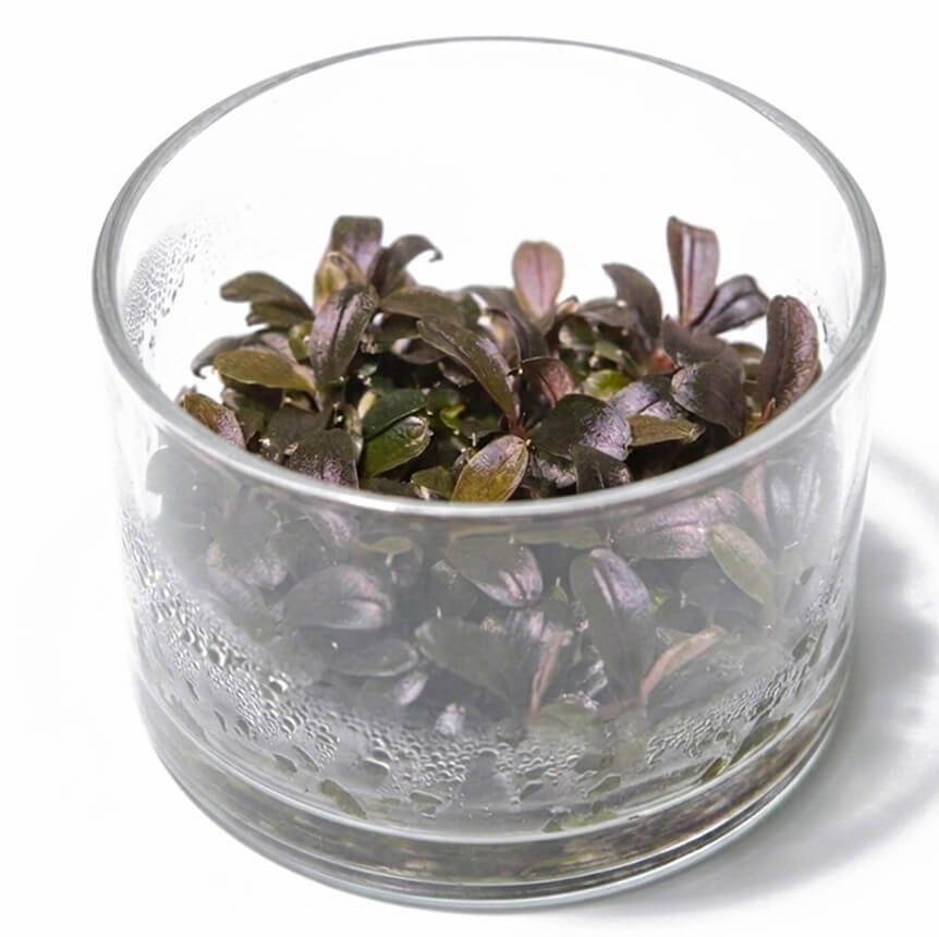 plantas acuaticas in vitro 02
