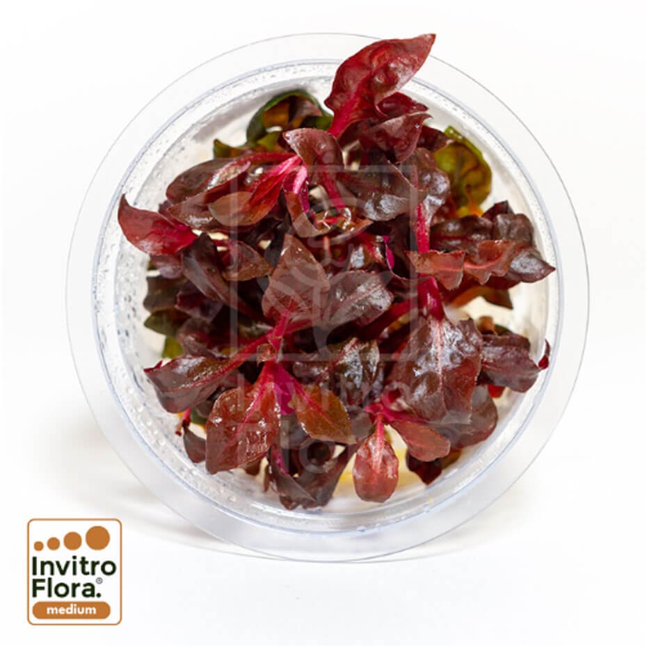 Alternanthera reineckii ‘Lilacina’ In Vitro Planta Acuática Roja