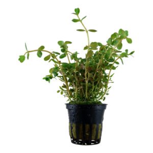 Rotala rotundifolia Planta Acuática Natural de Tallo para Acuario
